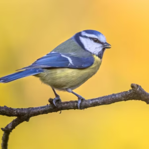 Photo mésange bleue