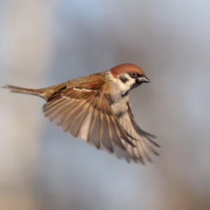 Photo Moineau friquet