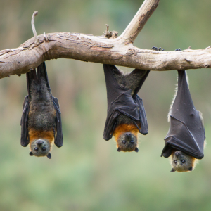 chauve souris