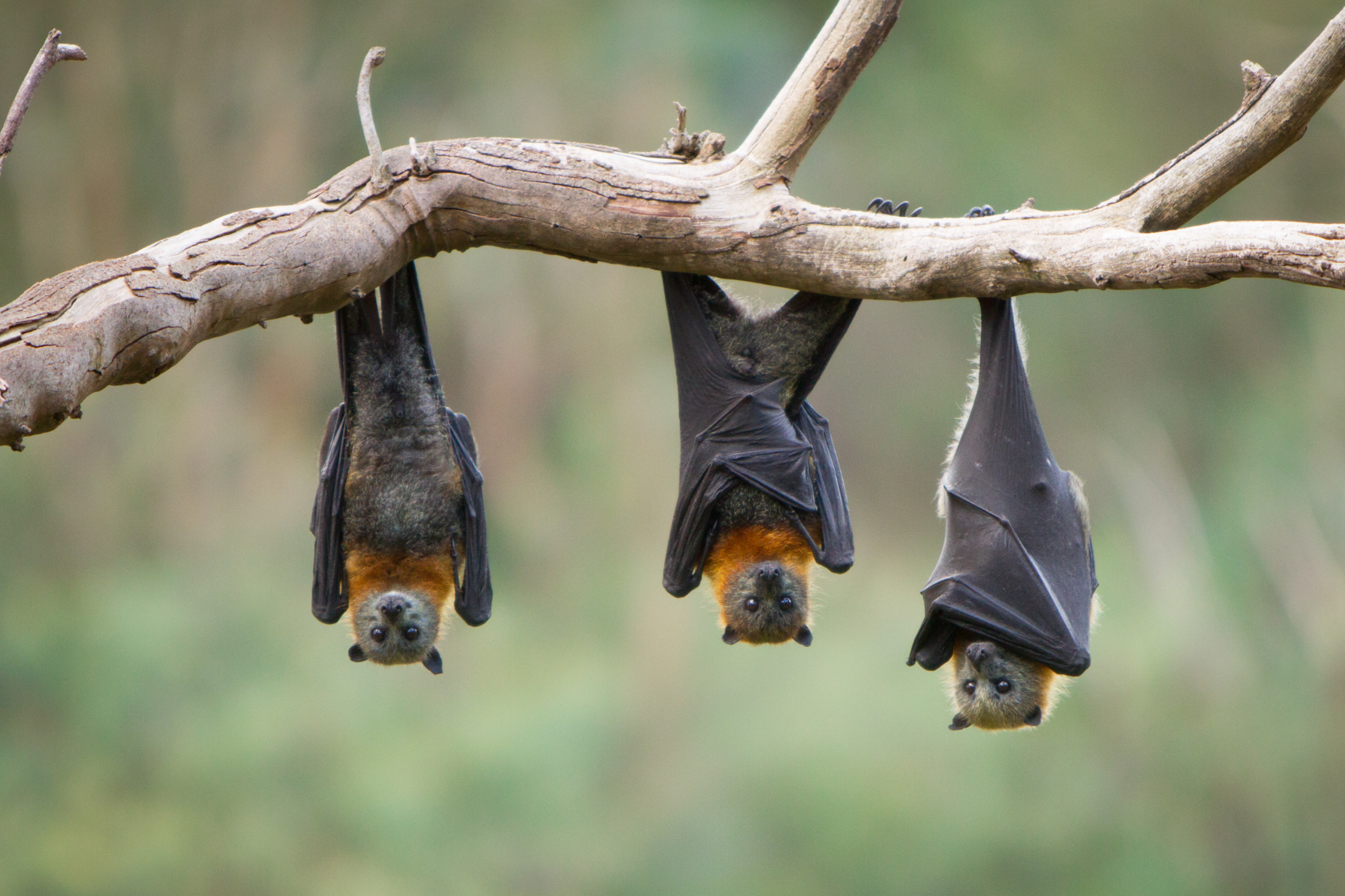 chauve souris
