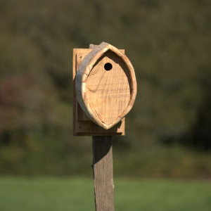 Nichoir Mésange bleue